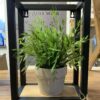 Wandboxen ijzer mangohout
