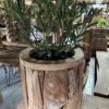 Plantenbak wortelhout